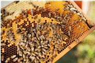 Die Bienenkönigin ist größer als die Arbeitsbienen und wird von uns mit einem farbigen Nummernplättchen gezeichnet, um sie leichter im Volk zu finden und ihr Alter bestimmen zu können. Je nach Geburtsjahr wechselt die Markierungsfarbe.