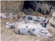 Dadurch, dass jedes Schwein bei uns 666 m² Platz haben, sind die Schweine sehr entspannt. Nur wenn es ums Fressen geht, wird es meist etwas hektisch. Durch das große Platzangebot kann sich in der Gruppe eine natürliche Rangordnung aufbauen und ausgelebt werden, so wie es in der Natur der Schweine liegt. Rangniedere Tiere können ranghöheren Tieren problemlos aus dem Weg gehen. Auch Probleme der üblichen Schweinemast (Schwanzbeißen, Ohrenbeißen) sind bei uns kein Problem, obwohl alle Schweine ihre Ringelschwänze noch besitzen.
