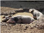 Ab ca. 23 °C benutzen Schweine die Suhle um sich abzukühlen. Auch wird bei höheren Temperaturen gerne mal etwas am Rand der Suhle liegen geblieben.