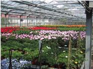 Über 180 verschiedene Sommerblumen werden in unseren Gewächshäusern selbst erzeugt