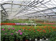 Ca. 200 verschiedene Sommerblumen werden in unserer Gärtnerei umweltschonend für unsere Kunden herangezogen