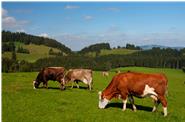 Unsere Kühe geniessen den täglichen Weidegang, die Sonne und das frische Gras.