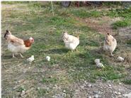 Sulmtaler Hühner mit Küken