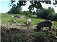 Turopolje-Schweine in Freilandhaltung