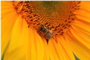 Honigbiene beim Bestäuben auf einer unserer Öl-Sonnenenblumen.