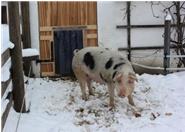 Unsere Schweine gehen auch im Winter ins Freie, wenn sie darauf Lust haben!