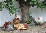 Da unsere Hühner nachmittags komplett frei ohne Zaun herumlaufen dürfen, können sie sich die besten Plätze selbst aussuchen. Sehr beliebt ist der schattige Platz unter den Obstbäumen.