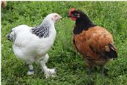 Hier zwei Junghühner von zwei vom Aussterben bedrohten Rassen (siehe Rote Liste der GEH): links eine junge Sundheimer-Henne, rechts ein junger Vorwerk-Hahn.