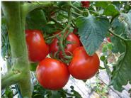 Besonders beliebt: Unsere Tomaten aus dem eigenen Anbau