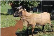 Viele Tiere gibts bei uns am Frongahof....neben Ziege, Schaf und Esel, Pony gibts noch viele viele Kühe und Kälber