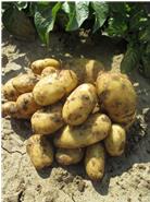 unsere ersten Kartoffeln 2014 - Christa Anfang Juni auf dem Feld
