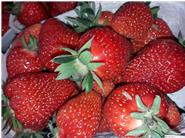 Keine Frucht wird so sehnsüchtig erwartet, wie die heimische Erdbeere.
Sonnengereifte Früchte erkennt man am guten Geschmack.