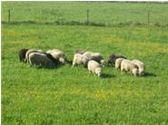 Unsere ca. 15  weiblichen Mischlings-Schafe auf der Weide