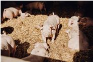 Unsere Schweinehaltung auf Stroh, kein Medikamenten und Antibiotikaeinsatz, mehr Platz (ca. 30 %) als bei herkömmlichen Haltunsformen