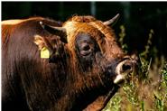Murnau Werdenfelser | Bestes vom Rind 