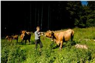 Murnau Werdenfelser | Bestes vom Rind 
