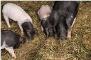 Unsre Brunhild mit ihren ersten Ferkeln 
Schwäbisch-Hällische Landschweine sind eine bedrohte Nutztierrasse