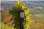 Weinland Franken, Retzbacher Benediktusberg im Herbst mit Blick auf Thüngersheim. 