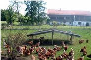 Hühner im größzügigen Auslauf beim gackern, scharren und Gräser picken.