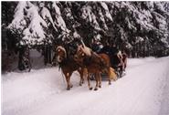 Im Winter machen wir romantische Pferdeschlittenfahrten. Info und Anmeldung unter 08384-1217 oder 01755277120