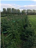 Das Bild zeigt eine unserer heimischen Weihnachtsbaumkulturen auf denen wir Bio-Weihnachtsbäume anpflanzen.