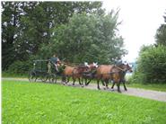 Die Pferde und auch die Kutschfahrt ist die besondere Leidenschaft Senior und Junior Franz. 