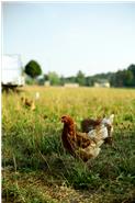 Unsere Hühner haben täglich freien Zugang zur grünen Wiese. Hier fühlen sie sich richtig Wohl und können sich artgerecht verhalten. 