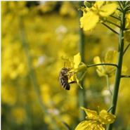 Im Frühling sammeln die meisten unserer Bienen Rapshonig. Wir arbeiten seit Jahren eng mit unseren Bauern zusammen. Diesen Honig verarbeiten wir zu einer wunderbaren Creme. Damit haben wir schon viele Kinder überzeugen können, keine Haselnusscremes auf Zuckerbasis mehr zu essen. 