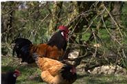 Vorwerk Hühner - eine unserer drei, vom Aussterben bedrohter Hühnerrassen, die wir auf dem Lukas Hof halten.