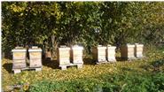 Unsere Bienen werden nach den ökologischen Richtlinien gehalten.