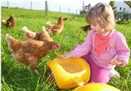 Jedes Huhn welches am Sonntag zwei Eier legt bekommt als Belohnung extra Cornflakes! ;-)