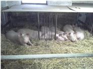 Dies sind unsere Schweine die auf Stroh gehalten werden und sich dort schön rein kuscheln können.