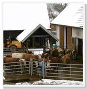 Rinderfutterstelle und Auslauf im Winter