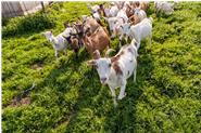 Nicht nur die Ziegenmilchprodukte vom Bio Ziegenhof sind einen Ausflug wert, auch die Ziegen selbst können dort gesehen und gestreichelt werden.