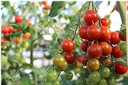 frisch geerntete Tomaten von Ende Juli bis Ende Oktober