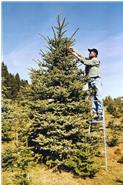 Eine Weihnachtsbaumplantage benötigt viel Aufwand zur Baumpflege. Bei uns sind Weihnachtsbäume von einer Größe von 1 Meter bis zu über 15 Meter erhältlich. Alle Weihnachtsbäume stammen aus eigenen, naturnahen Anbau, ohne Spritzmittel mit Hilfe von Shropshire-Schafen.