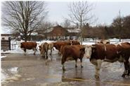 Auslauf für unsere Kühe im Winter