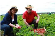 Christine und Jürgen Heilmann beim Erdbeeren pflücken.