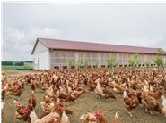 Die Hühner können sich tagsüber in der 1,4 Hektar großen Freifläche bewegen.