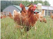 Unsere Hühner mit dem mobilen Hühnerstall im Hintergrund