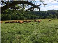 Ganzjährig weiden unsere Rinder auf unseren biologisch bewirtschafteten Flächen