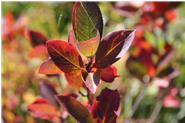 Die Blätter der Aronia verfärben sich im Herbst wunderschön rot 