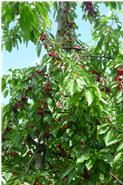 Kirschbaum mit vollem Behang 