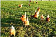 Unsere Hühner auf Ihrer zwei Hektar großen Auslauffläche