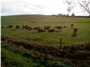 die Herde auf der Weide, sie genießen die Sonne im Herbst