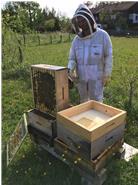 Imker Ulrich Sonner, in Schutzmontur und mit Handschuhen, steht an geöffnetem Bienenkasten und bedampft diesen mit Rauch aus dem Smoker, damit sich die Bienen ins Innere zurückziehen und er arbeiten kann.