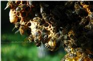 Wenn Schwarmstimmung herrscht und viele Weiselwiegen angelegt werden, werden diese von den Stockbienen regelmäßig besucht, gefüttert solange sie noch nicht verdeckelt sind, betastet, mit dem Hinterleib beklopft und auf Antwort gewartet  