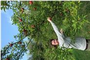 Inhaber und Geschäftsführer Timo Friesland bei der Apfelernte