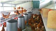 Mobiler Hühnerstall von Innen mit Hühnern