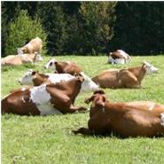 Unsere Kühe dürfen Tag und Nacht auf der Weide sein. Je nach Witterung dürfen sie auch im Winter raus